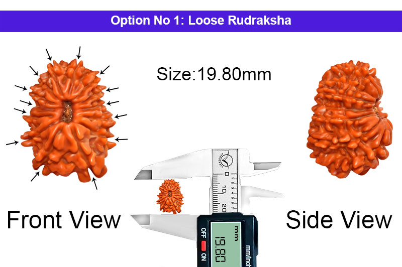 14 Mukhi Nepali Rudraksha-RD-14-A-A-53-1