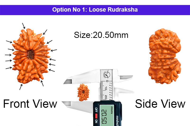 14 Mukhi Nepali Rudraksha-RD-14-A-A-57-1