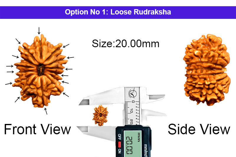 14 Mukhi Nepali Rudraksha-RD-14-A-A-58-1