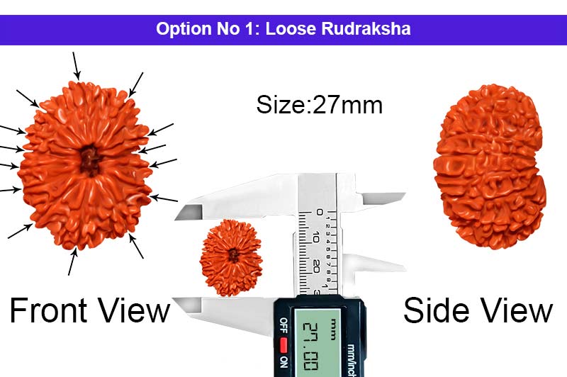 14 Mukhi Large Nepali Rudraksha-RD-14-B-A-15-1