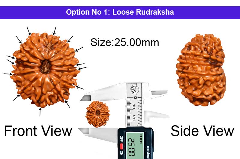 14 Mukhi Large Nepali Rudraksha -RD-14-B-A-41-1