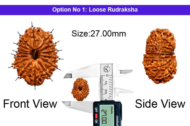 14 Mukhi Large Nepali Rudraksha -RD-14-B-A-42-1