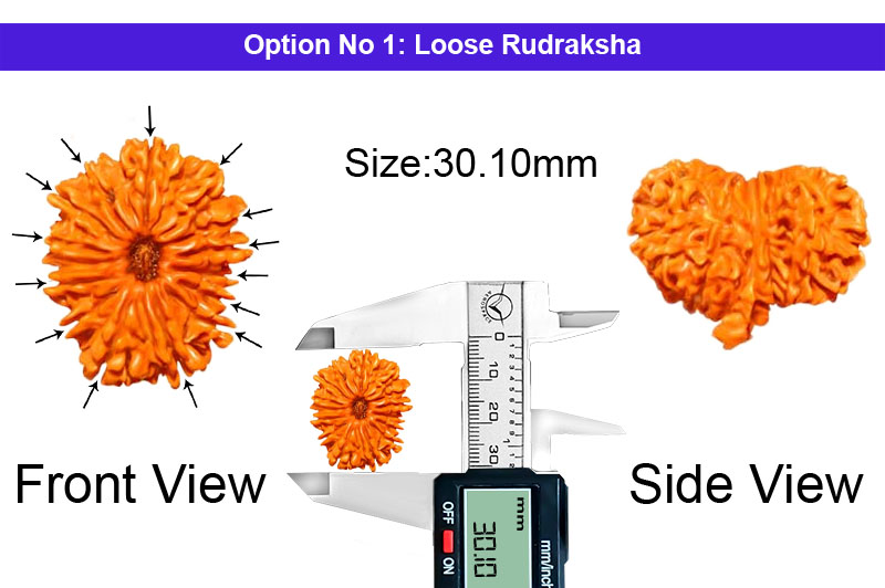 14 Mukhi Large Nepali Ganesh Rudraksha-RD-14-B-C-36-1