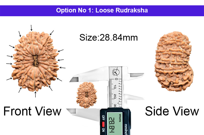14 Mukhi Large Nepali Rudraksha-RD-14-B-C-42-1