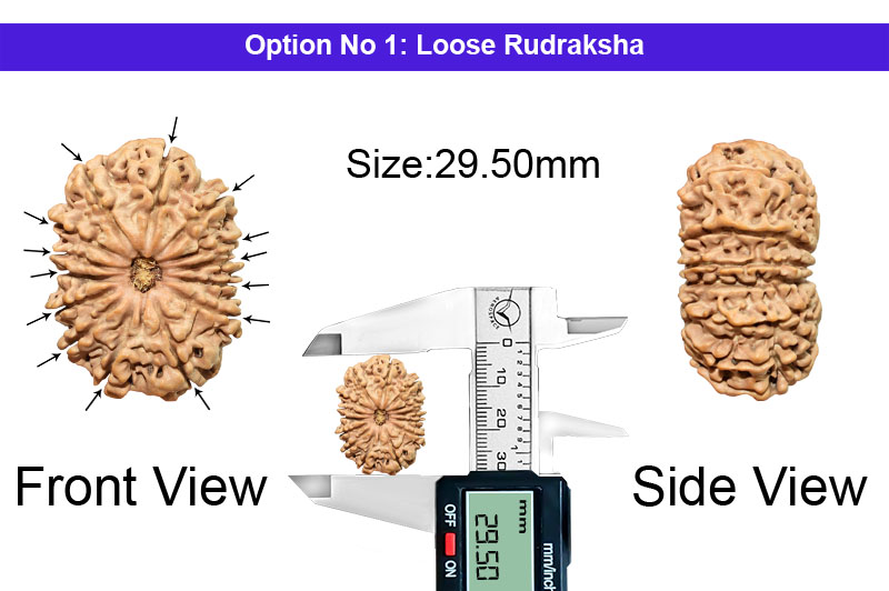 14 Mukhi Large Nepali Rudraksha-RD-14-B-C-45-1