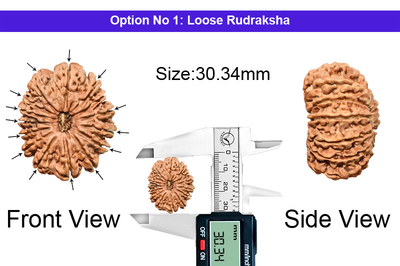 14 Mukhi Large Nepali Rudraksha-RD-14-B-C-46-1