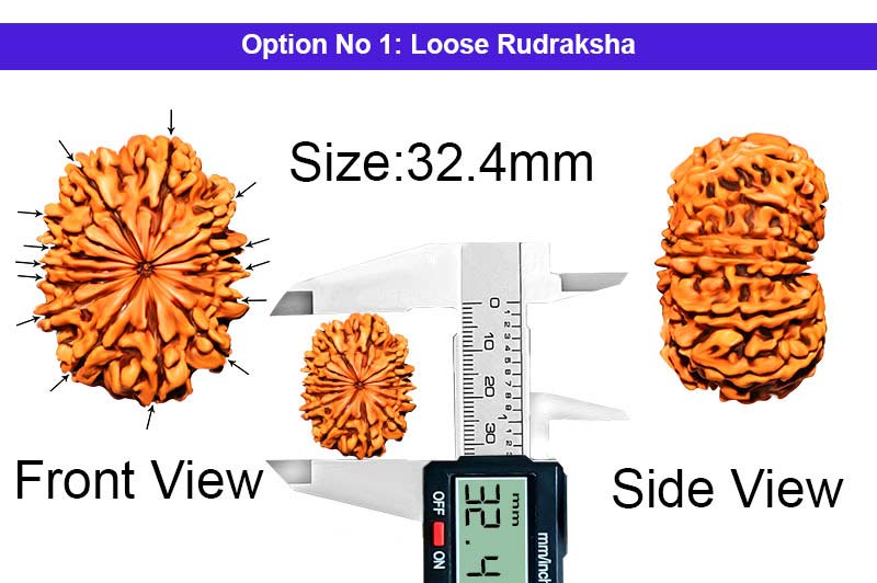 14 Mukhi Collector Nepali Rudraksha-RD-14-C-A-13-1