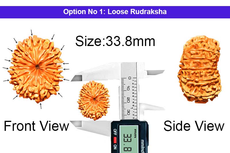 14 Mukhi Collector Nepali Rudraksha-RD-14-C-A-18-1