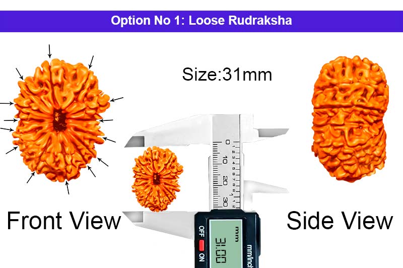 14 Mukhi Collector Nepali Rudraksha-RD-14-C-A-19-1