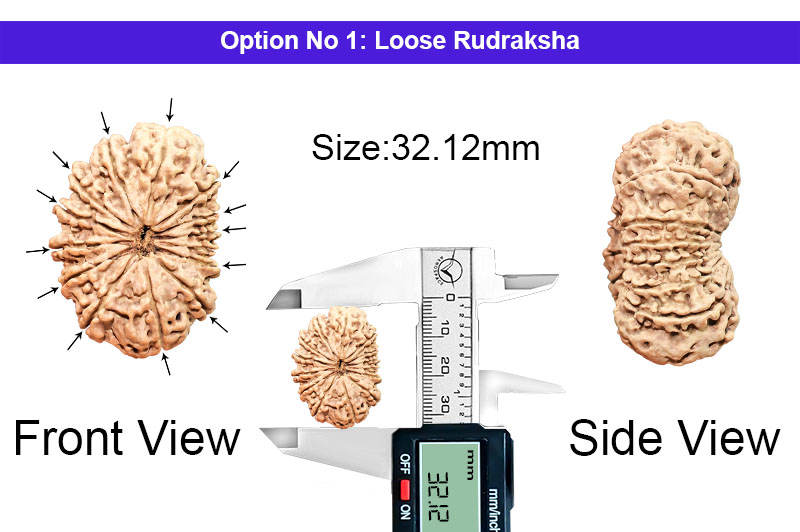 14 Mukhi Collector Nepali Rudraksha-RD-14-C-A-23-1