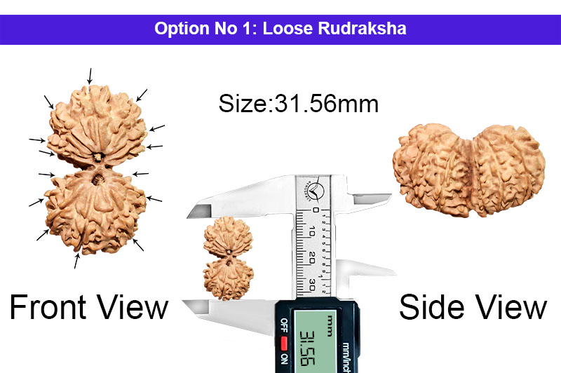 14 Mukhi Gauri Shankar Nepali Rudraksha-RD-14-C-A-26-1