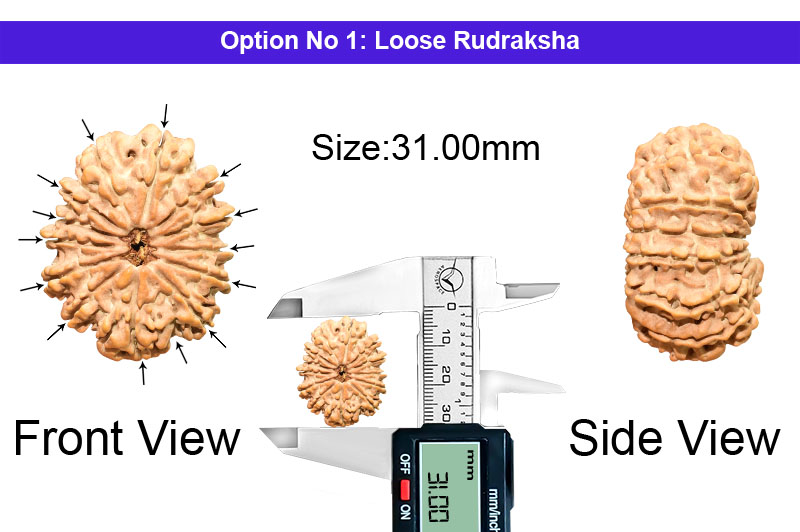 14 Mukhi Collector Nepali Rudraksha-RD-14-C-A-28-1
