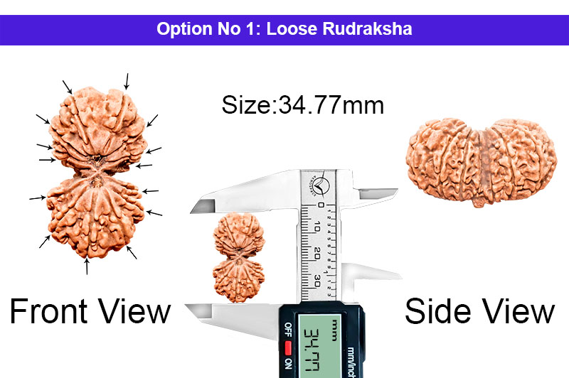 14 Mukhi Gauri Shankar Nepali Rudraksha-RD-14-C-B-11-1