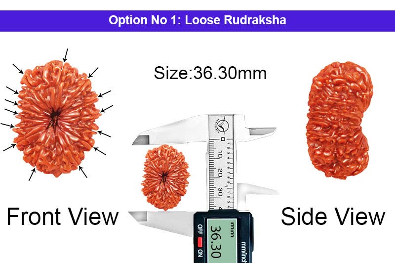 14 Mukhi Super Collector Nepali Rudraksha-RD-14-C-C-08-1