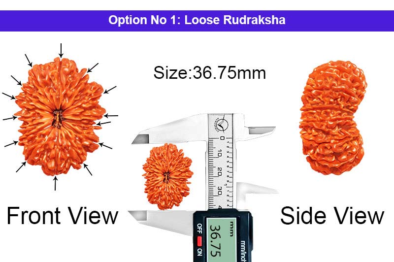 14 Mukhi Super Collector Nepali Rudraksha-RD-14-C-C-10-1