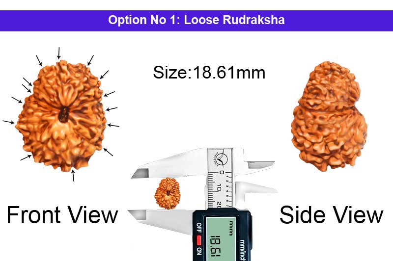 14 Mukhi Indonesian Rudraksha-RD-14-I-101-1