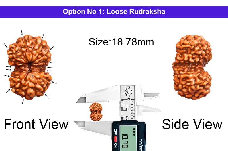 14 Mukhi Indonesian Gauri Shankar Rudraksha-RD-14-I-102-1