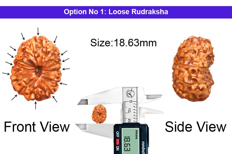 14 Mukhi Indonesian Rudraksha-RD-14-I-103-1