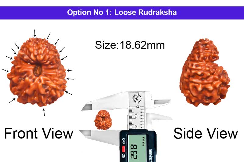 14 Mukhi Indonesian Rudraksha-RD-14-I-104-1