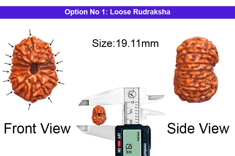 14 Mukhi Indonesian Rudraksha-RD-14-I-106-1