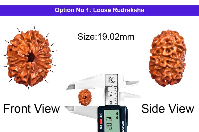 14 Mukhi Indonesian Rudraksha-RD-14-I-108-1