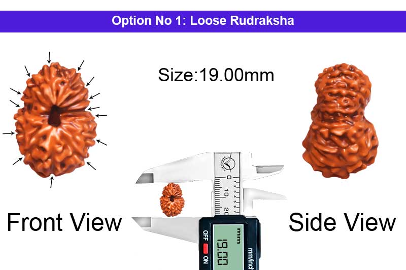 14 Mukhi Indonesian Rudraksha-RD-14-I-109-1