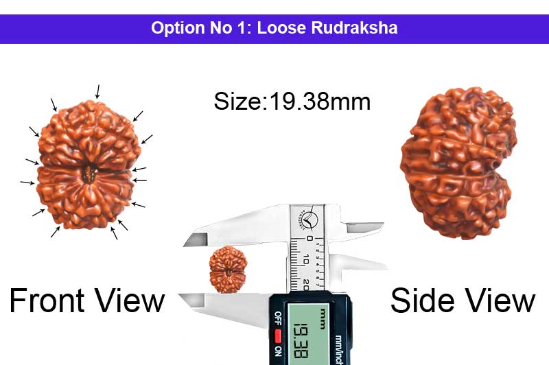 14 Mukhi Indonesian Rudraksha-RD-14-I-110-1