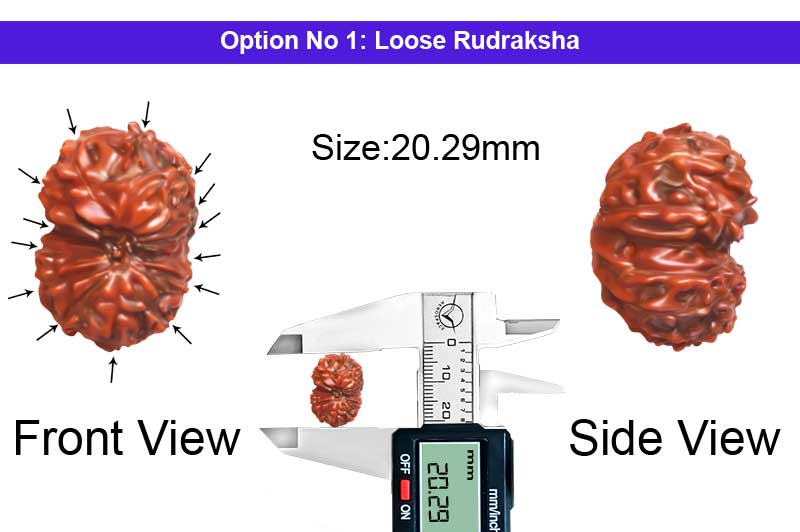 14 Mukhi Indonesian Rudraksha-RD-14-I-111-1