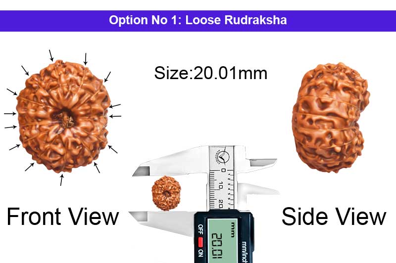 14 Mukhi Indonesian Rudraksha-RD-14-I-112-1