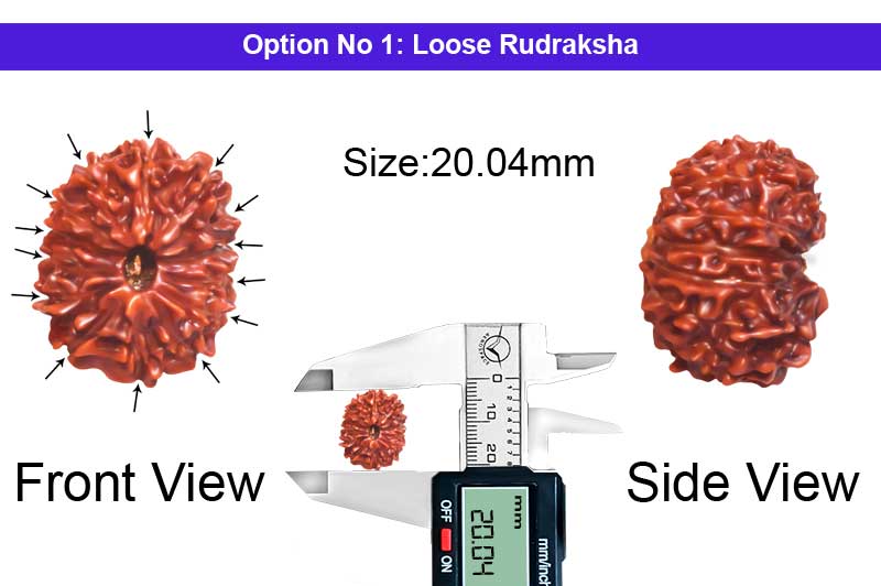 14 Mukhi Indonesian Rudraksha-RD-14-I-113-1