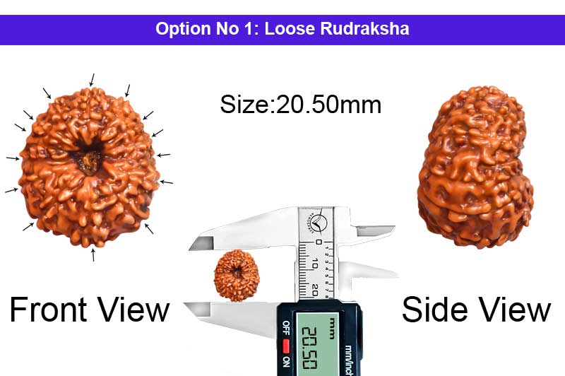 14 Mukhi Indonesian Rudraksha-RD-14-I-114-1