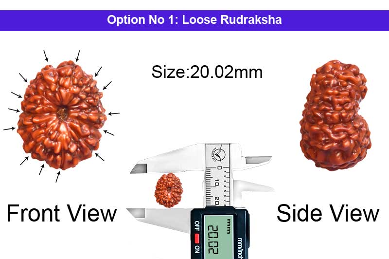 14 Mukhi Indonesian Rudraksha-RD-14-I-115-1