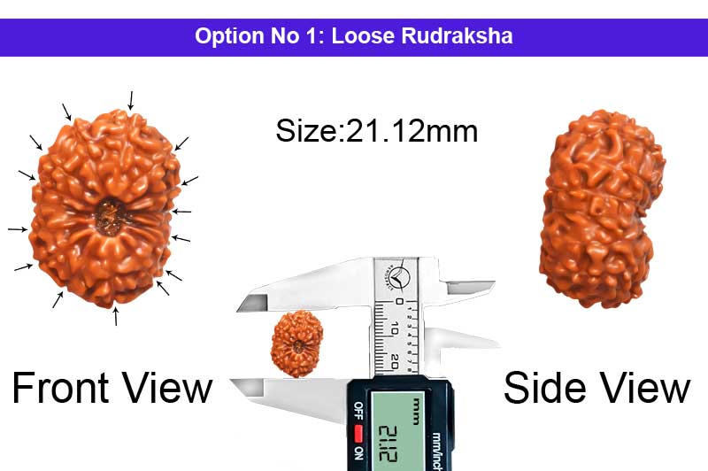 14 Mukhi Indonesian Rudraksha-RD-14-I-116-1