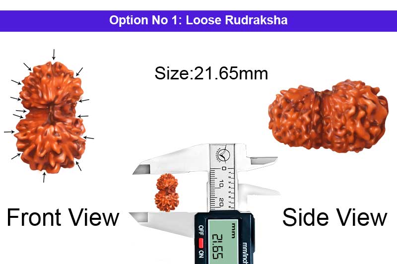 14 Mukhi Indonesian Gauri Shankar Rudraksha-RD-14-I-117-1