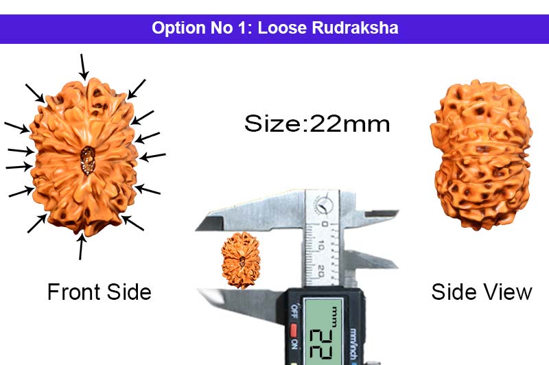 14 Mukhi Indonesian Rudraksha-RD-14-I-69-1