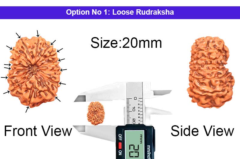 14 Mukhi Indonesian Rudraksha-RD-14-I-80-1