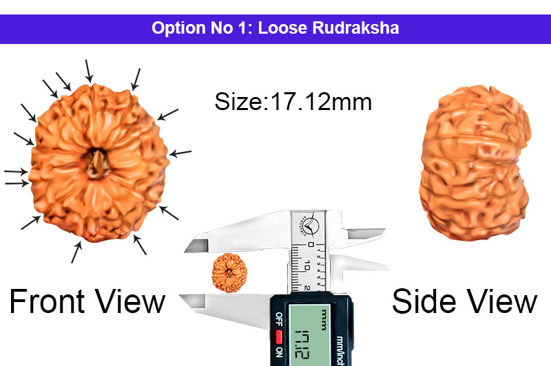 14 Mukhi Indonesian Rudraksha-RD-14-I-86-1