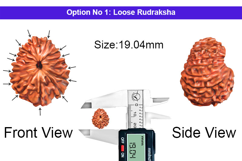 14 Mukhi Indonesian Rudraksha-RD-14-I-88-1