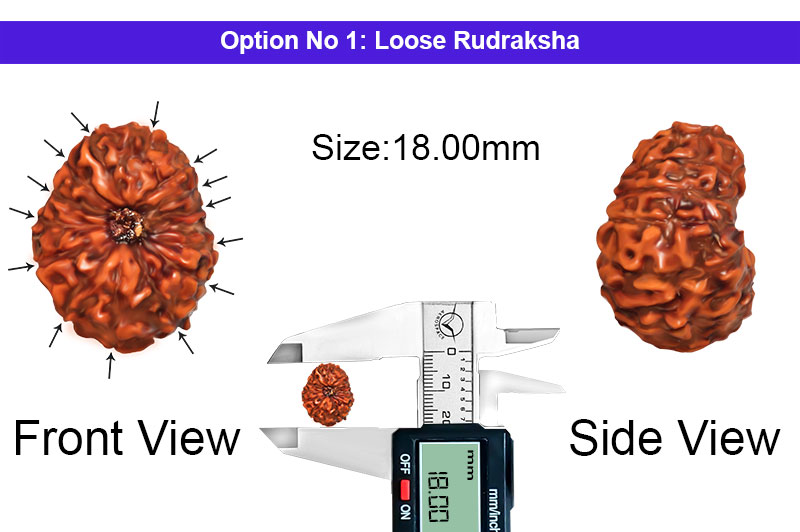 14 Mukhi Indonesian Rudraksha-RD-14-I-89-1