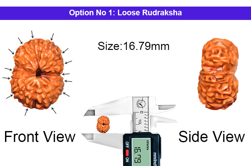 14 Mukhi Indonesian Rudraksha-RD-14-I-90-1