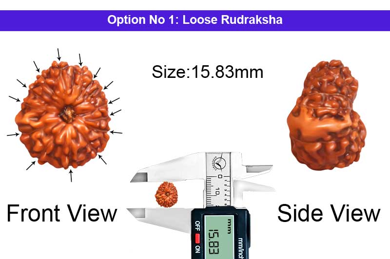 14 Mukhi Indonesian Rudraksha-RD-14-I-92-1