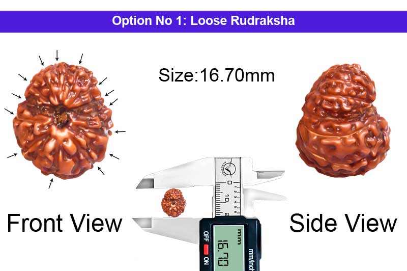 14 Mukhi Indonesian Rudraksha-RD-14-I-93-1