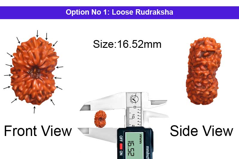 14 Mukhi Indonesian Rudraksha-RD-14-I-94-1