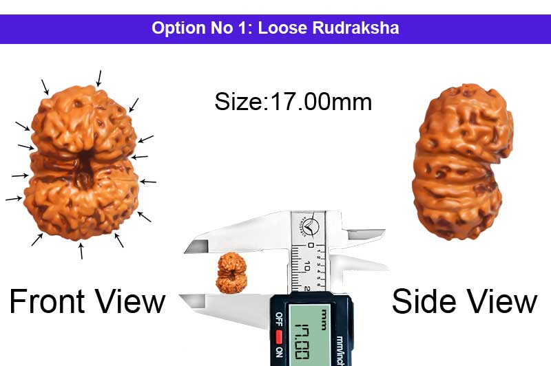 14 Mukhi Indonesian Rudraksha-RD-14-I-95-1