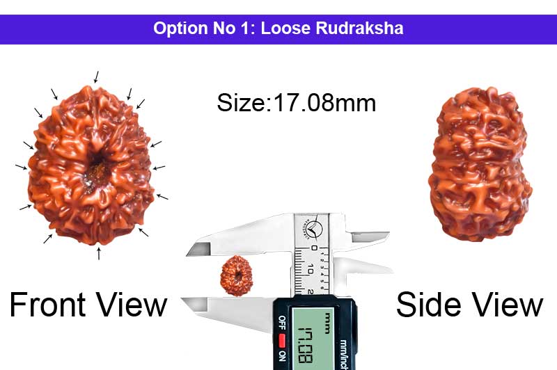 14 Mukhi Indonesian Rudraksha-RD-14-I-96-1