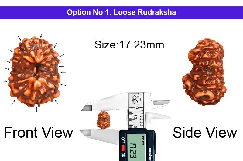 14 Mukhi Indonesian Rudraksha-RD-14-I-97-1