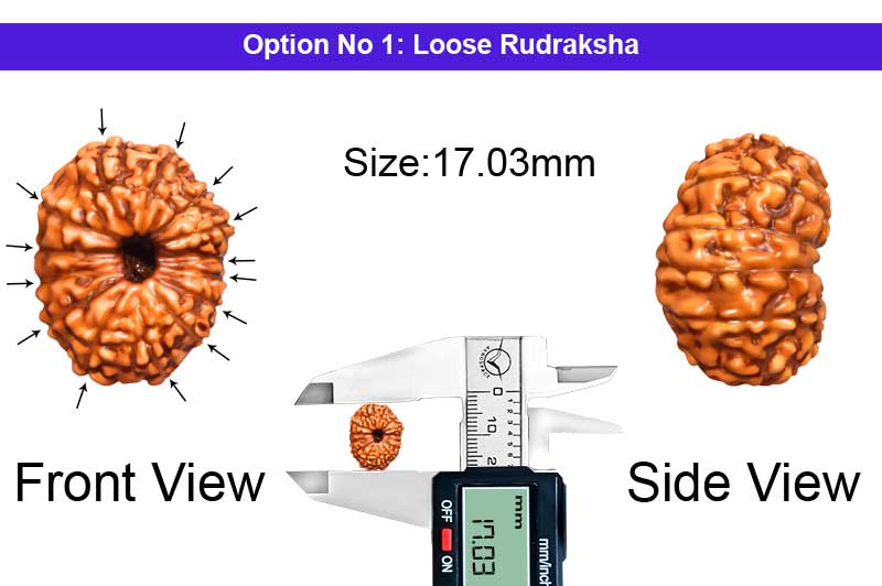 14 Mukhi Indonesian Rudraksha-RD-14-I-98-1