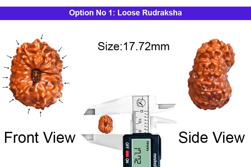 14 Mukhi Indonesian Rudraksha-RD-14-I-99-1