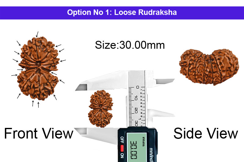 15 Mukhi Gauri Shankar Nepali Rudraksha-RD-15-A-A-07-1