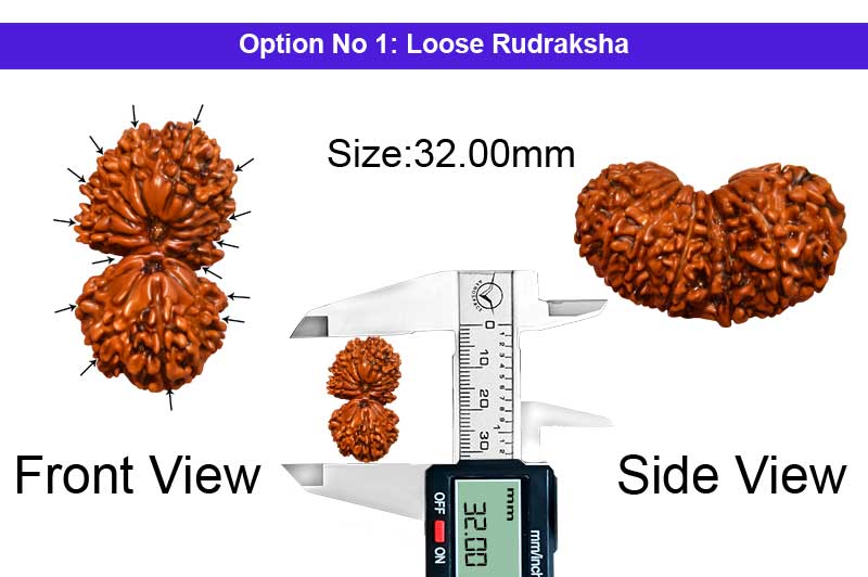 15 Mukhi Gauri Shankar Nepali Rudraksha-RD-15-A-A-08-1